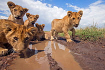 African lion cubs (Panthera leo) drinking from a puddle, Masai Mara National Reserve, Kenya. September