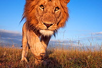African lion (Panthera leo) male head portrait, at low angle, Masai Mara National Reserve, Kenya. December