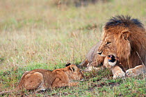 Mature male African Lion (Panthera leo) watching with irritation as a young cub aged 6-9 months approaches, Masai Mara National Reserve, Kenya. December