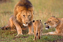 African Lions (Panthera leo) male and female watching with irritation as a young cub aged 6-9 months approaches, Masai Mara National Reserve, Kenya. December