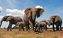 African elephant herd (Loxodonta africana) spraying mud with trunk, Masai Mara National Reserve, Kenya. December