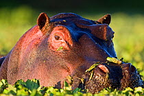 Hippopotamus (Hippopotamus amphibius) head portrait, resting pool, Masai Mara National Reserve, Kenya. March