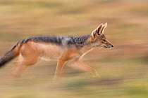 Black backed jackal (Canis mesomelas) running, Masai Mara National Reserve, Kenya. March