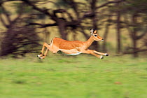 Impala (Aepyceros melampus) female jumping,  Masai Mara Nationa Reserve, Kenya. March