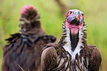 Lappet-faced vultures (Aegypius / Torgos tracheliotos) head portrait, Masai Mara National Reserve, Kenya. March