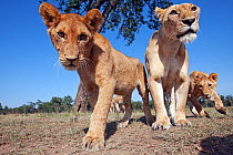 African Lioness (Panthera leo) and cubs curiously approaching, low angle, Masai Mara National Reserve, Kenya. February
