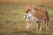 African lioness (Panthera leo) carrying dead Thomson's gazelle (Eudorcas thomsoni) fawn in her mouth, Masai Mara National Reserve, Kenya, April