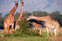 Masai giraffe herd (Giraffa camelopardalis tippelskirchi) grazing on vegetation, Masai Mara National Reserve, Kenya. February