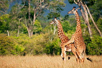 Southern / Masai giraffe (Giraffa camelopardalis tippelskirchi) males dominance mating, Masai Mara National Reserve, Kenya. February