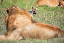 Black-backed jackal (Canis mesomelas) waiting at an African lion (Panthera leo) kill to scavenge. Masai Mara National Reserve, Kenya, March