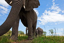 African elephant (Loxodonta africana) low angle shot, Masai Mara National Reserve, Kenya. February