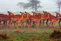 Impala herd (Aepyceros melampus) huddled together in the rain, Masai Mara National Reserve, Kenya. April