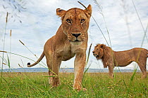 African lioness (Panthera leo) portrait with male behind, Masai Mara National Reserve, Kenya. February