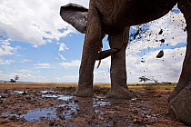 African elephant (Loxodonta africana) spraying mud, low angle shot, Masai Mara National Reserve, Kenya. March