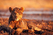 Lion cub (Panthera leo) covered in mud from playing, Masai Mara National Reserve, Kenya. March