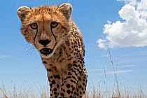 Cheetah (Acinonyx jubatus) juvenile head portrait, low angle, Masai Mara National Reserve, Kenya. March
