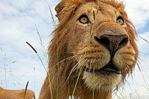 African Lion pride male (Panthera leo) head portrait, low angle, Masai Mara National Reserve, Kenya. February