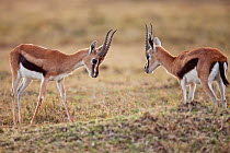 Thomson's gazelles (Eudorcas thomsoni) males in a stand-off to establish dominance, Masai Mara National Reserve, Kenya. August