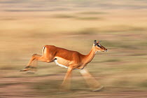 Impala (Aepyceros melampus) female running  Masai Mara National Reserve, Kenya. March