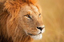 African Lion (Panthera leo) male head portrait, Masai Mara National Reserve, Kenya. August