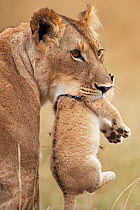 African Lioness (Panthera leo) carrying her cub aged 2-3 months, Masai Mara National Reserve, Kenya. August