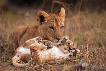 African Lion cub (Panthera leocub aged 7 months with younger cub aged 2-3 months. Masai Mara National Reserve, Kenya. September