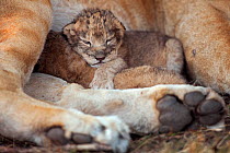 African Lion cub (Panthera leo) aged less than 2 days old with its mother, Masai Mara National Reserve, Kenya. September