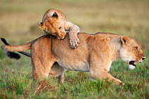 African Lion cub (Panthera leo) aged 1-2 years play fighting with a lioness, Masai Mara National Reserve, Kenya. March