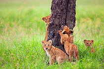 Four African Lion cubs (Panthera leo) aged 3-6 months, sharpening their claws on tree trunk, Masai Mara National Reserve, Kenya. February