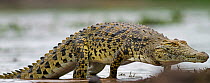 Nile crocodile (Crocodylus niloticus) emerging from the river, Masai Mara National Reserve, Kenya. February