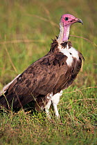 Hooded vulture adult portrait (Necrosyrtes moachus) Masai Mara National Reserve, Kenya. February