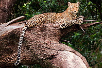 Leopard (Panthera pardus) lying in a tree, Masai Mara National Reserve, Kenya. February