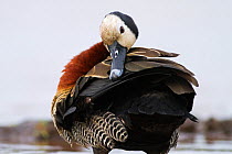 White-faced whistling duck (Dendrocygna viduata)preening primary wing feathers, Masai Mara National Reserve, Kenya. February