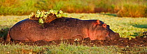 Hippopotamus (Hippopotamus amphibius) wallowing in mud, Masai Mara National Reserve, Kenya. February
