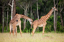 Pair of Masai giraffes (Giraffa camelopardalis tippelskirchi) male checking receptiveness of a female by smell, Masai Mara National Reserve, Kenya. February