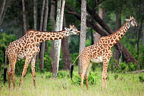 Pair of Masai giraffes (Giraffa camelopardalis tippelskirchi) male checking receptiveness of a female by smell Masai Mara National Reserve, Kenya. February