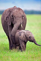 African elephant calf (Loxodonta africana)a ged 3-6 months walking with a sub-adult, Masai Mara National Reserve, Kenya. March