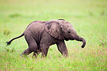 African elephant calf (Loxodonta africana) aged 3-6 months, running Masai Mara National Reserve, Kenya. March