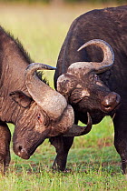 Two Cape / African Buffalo (Syncerus caffer) males fighting as a test of strength, Masai Mara National Reserve, Kenya. February