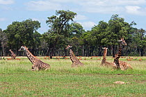 Masai giraffe herd (Giraffa camelopardalis tippelskirchi) sitting and resting in savanna grasslands, Masai Mara National Reserve, Kenya. March