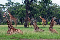 Masai giraffe herd (Giraffa camelopardalis tippelskirchi) resting, lying down in savanna grasslands, Masai Mara National Reserve, Kenya. March