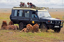 Tourist vehicle on safari watching group of male African lions (Panthera leo) Masai Mara National Reserve, Kenya. February 2010.