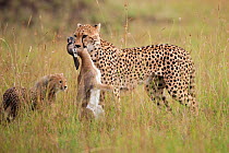 Cheetah (Acinonyx jubatus) female with cubs, carrying carcass of Thomson's gazelle fawn, Masai Mara National Reserve, Kenya. February