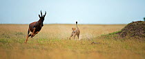 Cheetah (Acinonyx jubatus) male chasing down a Topi (Damaliscus lunatus) Masai Mara National Reserve, Kenya. February