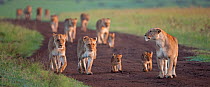 African Lionesses (Panthera leo) with their cubs aged 3-6 months walking along a track, Masai Mara National Reserve, Kenya. February