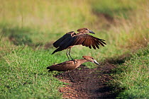 Pair of Hammerkops (Scopus umbretta) attempting to mate, Masai Mara National Reserve, Kenya. February