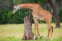 Masai giraffe (Giraffa camelopardalis tippelskirchi)male rubbing against tree stump. Masai Mara National Reserve, Kenya. February