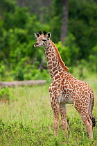 Masai giraffe calf (Giraffa camelopardalis tippelskirchi) aged 6-12 months, standing in savanna, Masai Mara National Reserve, Kenya. February