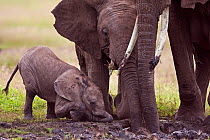 African elephants (Loxodonta africana) digging out a mud wallow, with calf aged 3-6 months, Masai Mara National Reserve, Kenya. February