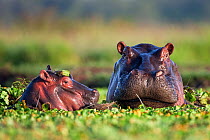 Hippopotamus female and calf (Hippopotamus amphibius) head portraits, submerged in lily covered pool, Masai Mara National Reserve, Kenya. February